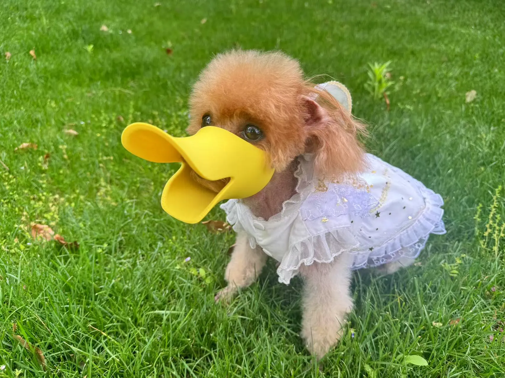 Köpek Ağızlığı